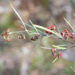 Dodonaea viscosa at Spence, ACT - 12 Sep 2020