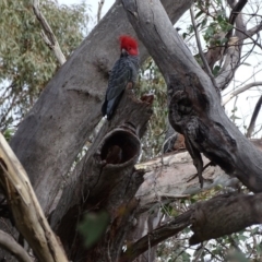 Callocephalon fimbriatum (Gang-gang Cockatoo) at Isaacs Ridge - 11 Sep 2020 by Mike