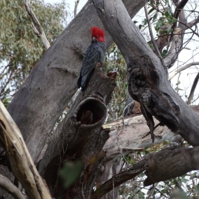 Callocephalon fimbriatum (Gang-gang Cockatoo) at Isaacs Ridge - 11 Sep 2020 by Mike