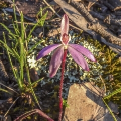 Caladenia fuscata (Dusky Fingers) at Forde, ACT - 10 Sep 2020 by C_mperman