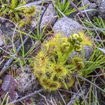 Drosera (genus) (A Sundew) at Forde, ACT - 10 Sep 2020 by Cmperman