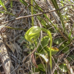 Pterostylis nutans (Nodding Greenhood) at Acton, ACT - 11 Sep 2020 by Cmperman