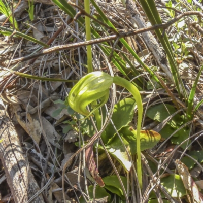 Pterostylis nutans (Nodding Greenhood) at Acton, ACT - 11 Sep 2020 by Cmperman