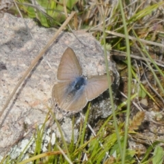 Lampides boeticus (Long-tailed Pea-blue) at Tuggeranong Hill - 12 Sep 2020 by Owen