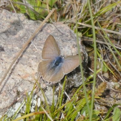 Lampides boeticus (Long-tailed Pea-blue) at Tuggeranong Hill - 12 Sep 2020 by Owen