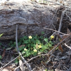 Oxalis exilis (Shady Wood Sorrel) at Holt, ACT - 21 Apr 2020 by Tammy