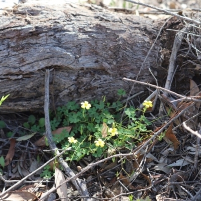 Oxalis exilis (Shady Wood Sorrel) at Aranda Bushland - 21 Apr 2020 by Tammy
