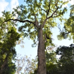 Angophora floribunda (Apple, Rough-barked Apple) at Barrengarry Nature Reserve - 11 Sep 2020 by plants