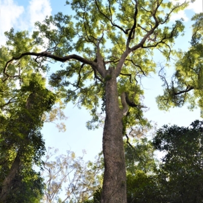 Angophora floribunda (Apple, Rough-barked Apple) at Barrengarry, NSW - 11 Sep 2020 by plants