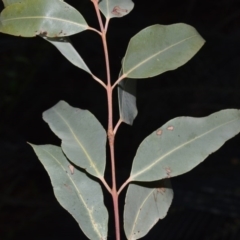 Angophora floribunda at Barrengarry Nature Reserve - 11 Sep 2020 09:41 PM