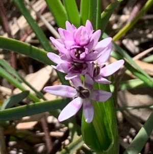 Wurmbea dioica subsp. dioica at Bruce, ACT - 12 Sep 2020