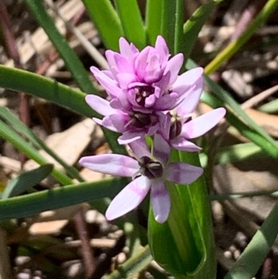 Wurmbea dioica subsp. dioica (Early Nancy) at Bruce, ACT - 11 Sep 2020 by JVR