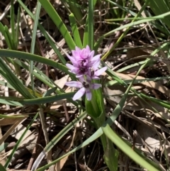 Wurmbea dioica subsp. dioica at Bruce, ACT - 12 Sep 2020