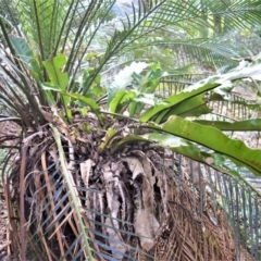 Asplenium australasicum (Bird's Nest Fern, Crow's Nest Fern) at Barrengarry Nature Reserve - 11 Sep 2020 by plants