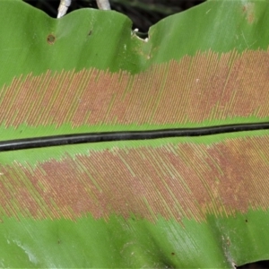 Asplenium australasicum at Barrengarry, NSW - suppressed