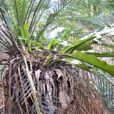 Macrozamia communis (Burrawang) at Barrengarry, NSW - 11 Sep 2020 by plants