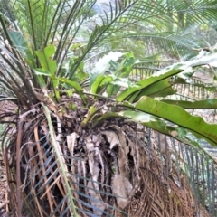 Macrozamia communis (Burrawang) at Barrengarry Nature Reserve - 11 Sep 2020 by plants