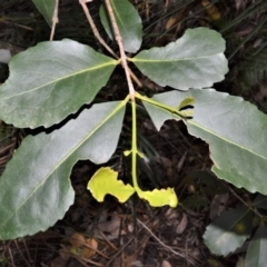 Elaeodendron australe var. australe (Red Olive Plum) at Barrengarry, NSW - 11 Sep 2020 by plants