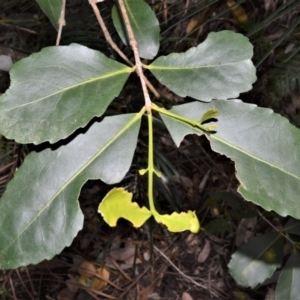 Elaeodendron australe var. australe at Barrengarry, NSW - 11 Sep 2020 09:47 PM