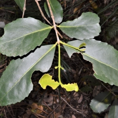 Elaeodendron australe var. australe (red olive plum) at Barrengarry, NSW - 11 Sep 2020 by plants