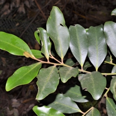 Diospyros australis (Black Plum, Yellow Persimmon, Grey Plum) at Barrengarry Nature Reserve - 11 Sep 2020 by plants