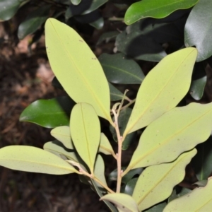 Diospyros australis at Barrengarry, NSW - 11 Sep 2020