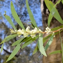 Hakea salicifolia (Willow-leaved Hakea) at Fitzroy Falls - 11 Sep 2020 by plants