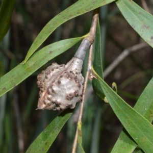 Hakea salicifolia at Fitzroy Falls, NSW - 11 Sep 2020 11:14 PM