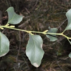 Daviesia latifolia (Hop Bitter-Pea) at Wingecarribee Local Government Area - 11 Sep 2020 by plants