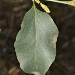 Daviesia latifolia at Morton National Park - 11 Sep 2020