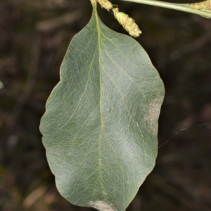 Daviesia latifolia at Morton National Park - 11 Sep 2020