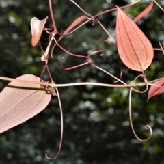 Smilax glyciphylla (Native Sarsaparilla) at Fitzroy Falls - 11 Sep 2020 by plants