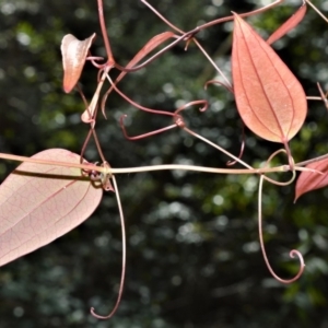 Smilax glyciphylla at Morton National Park - 11 Sep 2020