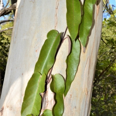 Parsonsia straminea (Common Silkpod) at Fitzroy Falls - 11 Sep 2020 by plants