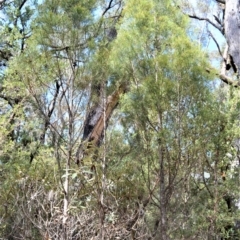 Callitris muelleri (Illawarra Cypress Pine) at Wingecarribee Local Government Area - 11 Sep 2020 by plants
