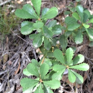 Banksia paludosa at Morton National Park - 11 Sep 2020