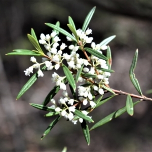 Logania albiflora at Fitzroy Falls, NSW - 11 Sep 2020 11:35 PM