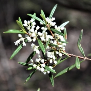 Logania albiflora at Fitzroy Falls, NSW - 11 Sep 2020