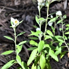 Coronidium elatum (White Everlasting Daisy) at Fitzroy Falls - 11 Sep 2020 by plants