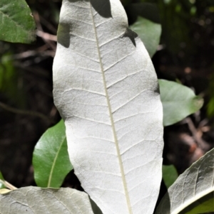 Olearia argophylla at Fitzroy Falls, NSW - 11 Sep 2020 11:55 PM