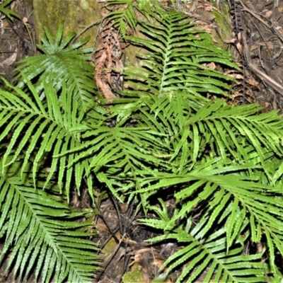 Blechnum cartilagineum (Gristle Fern) at Fitzroy Falls - 11 Sep 2020 by plants