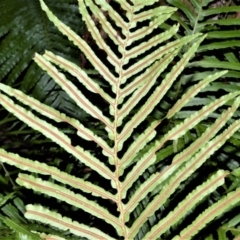 Blechnum cartilagineum at Fitzroy Falls - suppressed