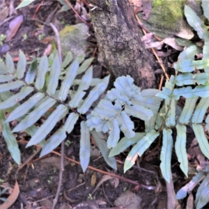 Blechnum wattsii at Fitzroy Falls, NSW - 11 Sep 2020 11:58 PM