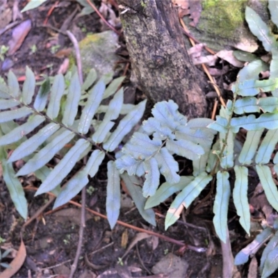 Blechnum wattsii (Hard Water Fern) at Wingecarribee Local Government Area - 11 Sep 2020 by plants