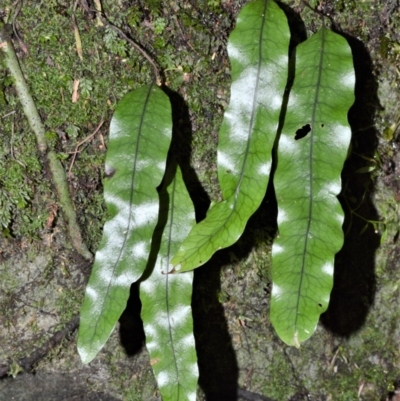 Microsorum pustulatum subsp. pustulatum (Kangaroo Fern) at Morton National Park - 11 Sep 2020 by plants