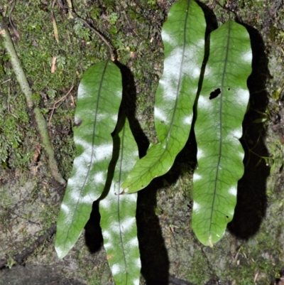 Zealandia pustulata subsp. pustulata (Kangaroo Fern) at Morton National Park - 12 Sep 2020 by plants