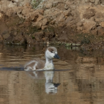 Tadorna tadornoides (Australian Shelduck) at QPRC LGA - 10 Sep 2020 by rawshorty