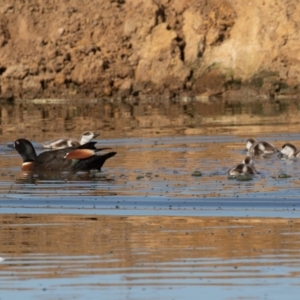 Tadorna tadornoides at Bungendore, NSW - 11 Sep 2020