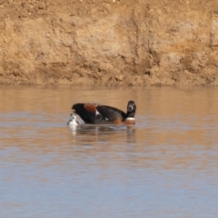 Tadorna tadornoides (Australian Shelduck) at Bungendore, NSW - 11 Sep 2020 by rawshorty