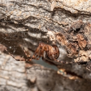 Cryptachaea veruculata at Holt, ACT - 11 Sep 2020